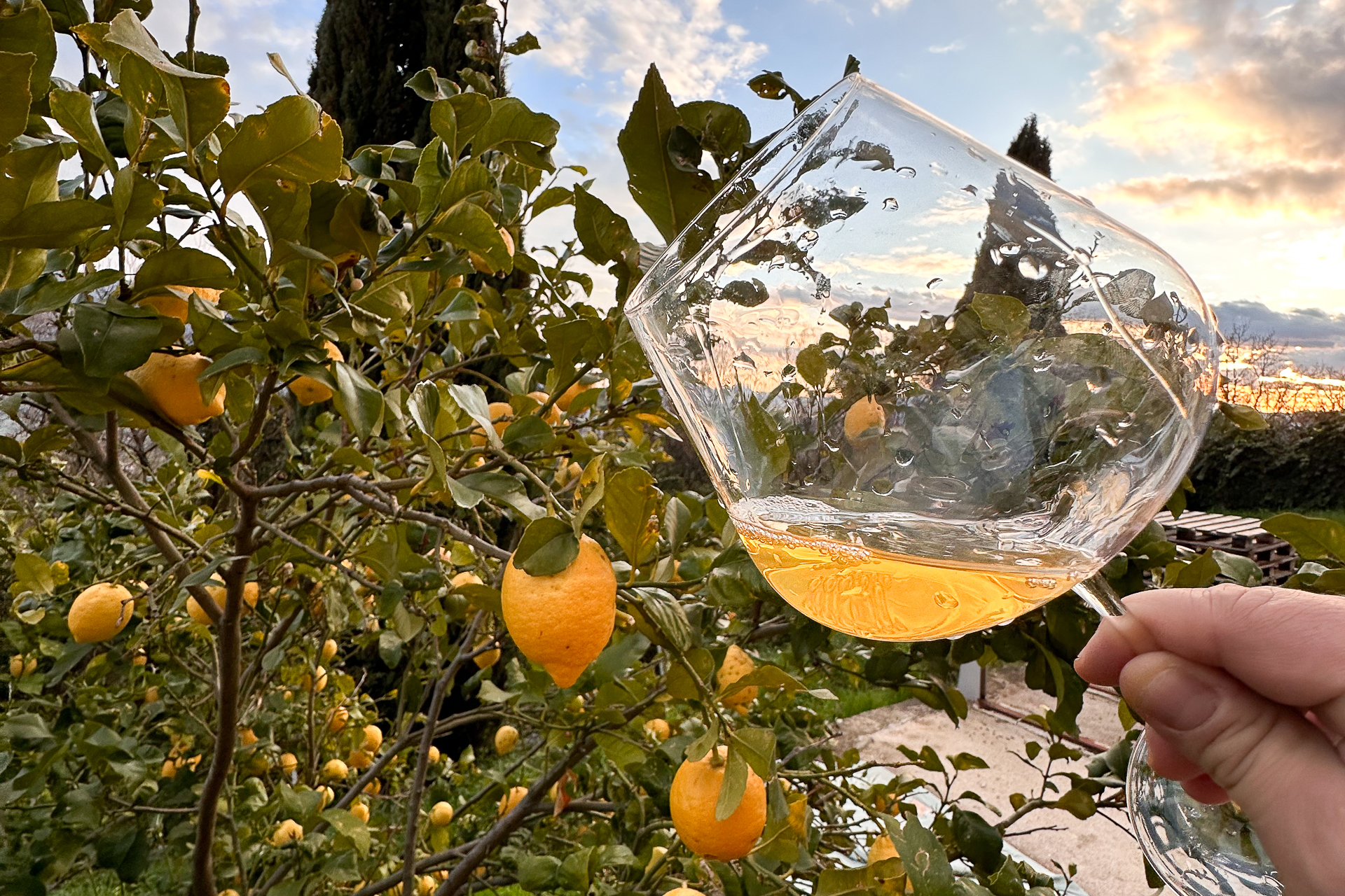 Vino fiano dell'Azienda Agricola Pizzillo Emanuele in calice al tramonto.